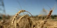 Esposto dei consumatori all'Antitrust contro pasta Divella