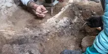 A Pompei nel complesso dei Casti Amanti emerge lo scheletro di un equide