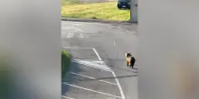 Abruzzo, un orso corre per le strade di Castel di Sangro