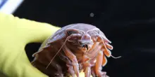 Crostacei giganti possono sopravvivere per 5 anni senza mangiare
