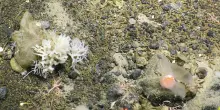 Greenpeace, scoperte nuove specie marine nelle profondita' oceaniche