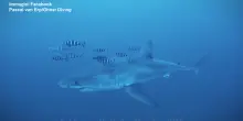 Avvistato uno squalo bianco nel Canale di Sicilia