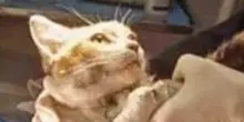 L'atroce morte di gatto Leone, Aidaa assume criminologo per scovare torturatore