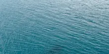 Viaggi record per due megattere, oltre 14.000 km tra Australia e Brasile
