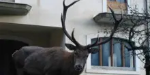 Si avvicina al cervo per un selfie e l'animale lo carica, turista in ospedale
