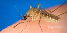 Caso di West Nile in Calabria, una donna ricoverata con febbre