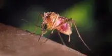West Nile, anziano di 85 anni muore a Pavia