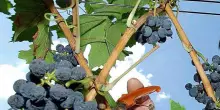 Siccit&agrave; ed espianti vigneti in Francia riducono del 6% vendemmia 2026