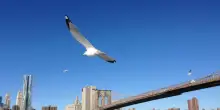 Uomo armato si arrampica sul ponte di Brooklyn, polizia lo uccide