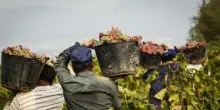 Caporalato in agricoltura, sospese 7 fattorie nell'Aretino
