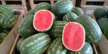 Caldo estremo e temporali ma domanda di frutta e verdura regge con turismo estivo