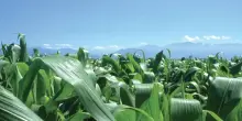 Prezzi mais e grano tenero in rialzo tra clima avverso e tensioni nel Mar Nero
