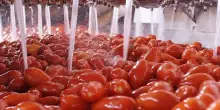 Vola export conserve pomodoro verso Usa, +11,4% nei primi sette mesi 2026