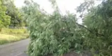 Maltempo, a Viareggio danni a edifici e alberi caduti