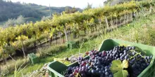 In Veneto vendemmia anticipata di 10 giorni e buona qualit&agrave; delle uve