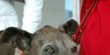 Ita Airways lancia servizio 'Large Dog On Board' per cani di grossa taglia