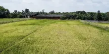 GdF sequestra finto riso biologico dal valore di 10 milioni di euro nel Pavese