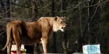 Tre leoni morti allo zoo di Tokyo, sospetto colpo di calore