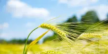 L'agricoltura italiana spinge l'Europa, genera il 16,9% del valore aggiunto Ue