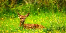 Wwf Italia compie 60 anni, non un traguardo ma tappa verso sfide sempre pi&ugrave; grandi