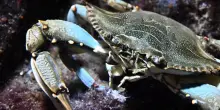 Il caldo soffoca cozze e vongole mentre il granchio blu si moltiplica senza sosta