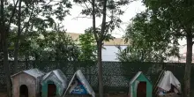 Tre bimbi morti di rabbia, abbattuti centinaia di cani in Etiopia
