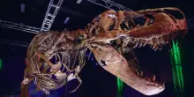 Scienziati scoprono in North Dakota impronte di T-rex di 66 milioni di anni fa