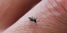 Nel Trevigiano una donna contagiata da dengue dopo il rientro dallo Sri Lanka