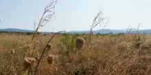 A Gorizia 40 gradi, temperatura mai raggiunta in Fvg