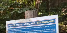 In Trentino caccia al cinghiale con l'arco, sperimentazione dal 2027