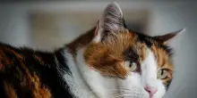 A Venezia ceneri di cani e gatti accanto alle tombe dei proprietari