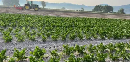 Trovato morto il bracciante scomparso a Foggia, l'ipotesi &egrave; omicidio