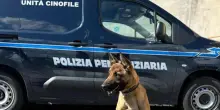 Il cane Spike fiuta la droga nell'orlo dell'accappatoio, sequestro in carcere