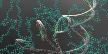 Dall'Rna una nuova speranza per molte malattie genetiche