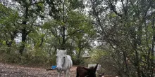 Famiglia nel bosco, curiosi a Palmoli per selfie 'grati ma ci serve privacy'