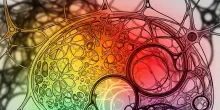Cos&igrave; la menopausa cambia il cervello, in modo diverso da pubert&agrave; e gravidanza