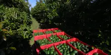 Messico, riparte l'export di avocado verso gli Stati Uniti