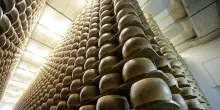 Caldo, la produzione di latte per il Parmigiano gi&ugrave; del 10%