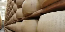 Consorzio Parmigiano Reggiano, con il caldo la produzione non &egrave; a rischio