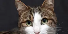 Gatti come inneschi per gli incendi, dagli animalisti una taglia di 1.000 euro sui piromani