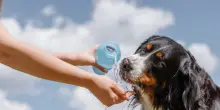Meglio in montagna che al mare, i consigli per una vacanza a misura di cane