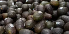 Messico, riparte l'export di avocado da Michoac&aacute;n verso gli Usa
