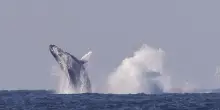La Groenlandia orientale invasa dalle balene giganti alla ricerca di cibo