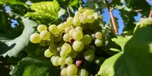 Via alla vendemmia, in provincia di Cuneo si parte in anticipo