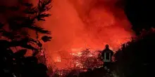 Gatti come inneschi per gli incendi, da animalisti una taglia sui piromani