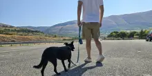 Cane trascinato con auto, per ex padroni multa da 8mila euro ciascuno