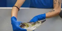 Rara tartaruga verde pescata per errore in Adriatico e affidata al Cestha
