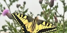 Le farfalle usano illusioni ottiche per confondere i predatori   VIDEO
