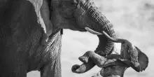 E' italiano il vincitore del Wildlife Photographer of the Year