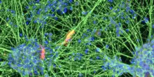 Vecchie cellule del sangue trasformate in giovani neuroni
